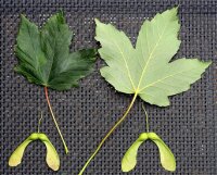 Bergahorn - Acer pseudoplatanus 200-250 cm, verpflanzter Heister ab 6 cm Umfang, mit Ballen