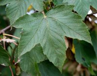 Bergahorn - Acer pseudoplatanus 200-250 cm, verpflanzter Heister ab 6 cm Umfang, mit Ballen