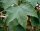 Bergahorn - Acer pseudoplatanus 200-250 cm, verpflanzter Heister ab 6 cm Umfang, mit Ballen