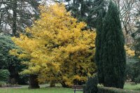 Feldahorn - Acer campestre 50-80 cm, 2 jährig verschulter Sämling wurzelnackt