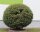 Feldahorn - Acer campestre 50-80 cm, 2 jährig verschulter Sämling wurzelnackt