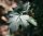 Feldahorn - Acer campestre 50-80 cm, 2 jährig verschulter Sämling wurzelnackt