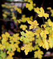 Feldahorn - Acer campestre 80-100 cm, leichter Heister, 1x verpflanzt, wurzelnackt