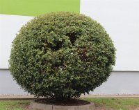 Feldahorn - Acer campestre 80-100 cm, leichter Heister, 1x verpflanzt, wurzelnackt