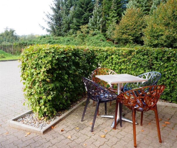 Feldahorn - Acer campestre 60-100 cm, Heister im 3 Liter Container