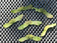 Feldahorn - Acer campestre 60-100 cm, Heister im 3 Liter Container