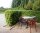 Feldahorn - Acer campestre 60-100 cm, Heister im 3 Liter Container