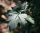Feldahorn - Acer campestre 60-100 cm, Heister im 3 Liter Container