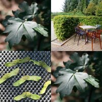 Feldahorn - Acer campestre Hochstamm, Stammumfang 10-12 cm, 3x verpflanzt mit Drahtballen