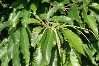 Esskastanie - Marone  - Castanea sativa 50-80 cm, 2 jährig verschulter Sämling, wurzelnackt