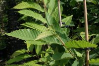 Esskastanie - Marone  - Castanea sativa 50-80 cm, 2 jährig verschulter Sämling, wurzelnackt