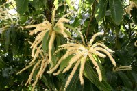 Esskastanie - Marone  - Castanea sativa 50-80 cm, 2 jährig verschulter Sämling, wurzelnackt