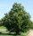 Esskastanie - Marone  - Castanea sativa 50-80 cm, 2 jährig verschulter Sämling, wurzelnackt
