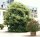 Esskastanie - Marone  - Castanea sativa 50-80 cm, 2 jährig verschulter Sämling, wurzelnackt