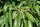 Esskastanie - Marone  - Castanea sativa 50-80 cm, 2 jährig verschulter Sämling, wurzelnackt