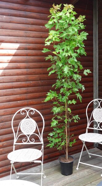 Zuckerahorn - Acer saccharum