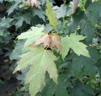 Zuckerahorn - Acer saccharum