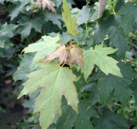 Zuckerahorn -  Acer saccharum 125-150 cm, Heister im...