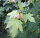 Zuckerahorn -  Acer saccharum 125-150 cm, Heister im 7,5-Liter Container