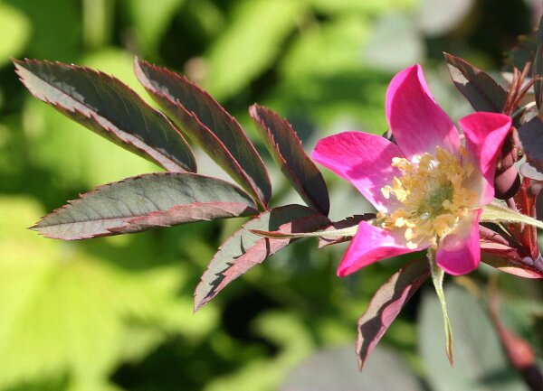 Hechtrose - Rosa glauca 50-80 cm, 2- jährig verschulter Sämling, wurzelnackt