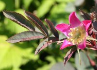 Hechtrose - Rosa glauca 50-80 cm, 2- jährig...
