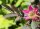 Hechtrose - Rosa glauca 60-100 cm, verpflanzter Strauch, ab 3 Triebe, wurzelnackt