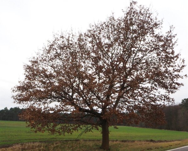 Traubeneiche - Quercus petraea  80-120 cm, 3 jährig verschulter Sämling, wurzelnackt