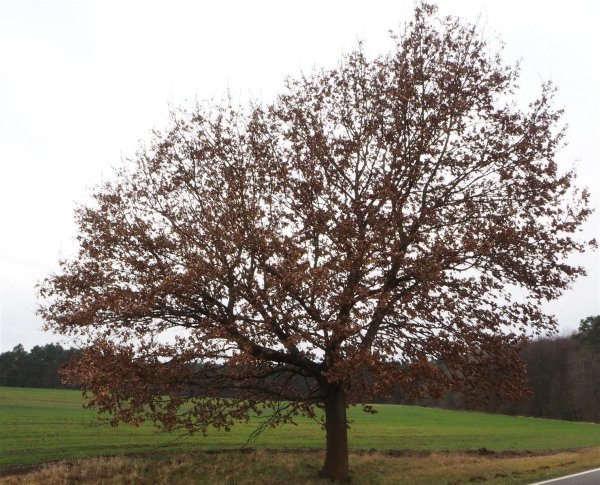 Traubeneiche - Quercus petraea 80-100 cm, Heister im 5 Liter Container
