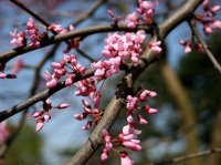 Gewöhnlicher Judabaum - Cercis siliqustrum
