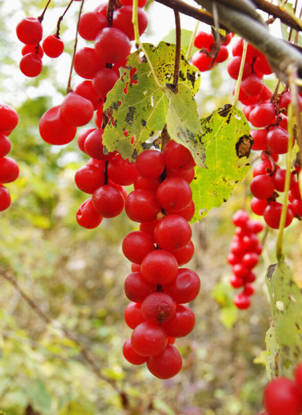 Chinesisches Spaltkörbchen - Schisandra chinensis