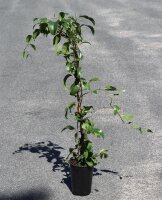 Chinesisches Spaltkörbchen - Schisandra chinensis