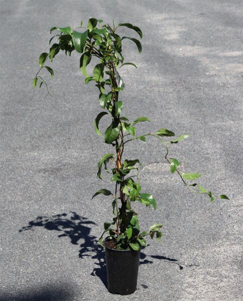 Chinesisches Spaltkörbchen - Schisandra chinensis 60-100 cm, im 2-Liter Container