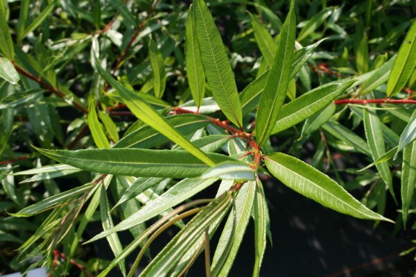 Salix sachalinensis Sekka Japanische Drachenweide