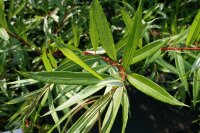 Salix sachalinensis Sekka Japanische Drachenweide