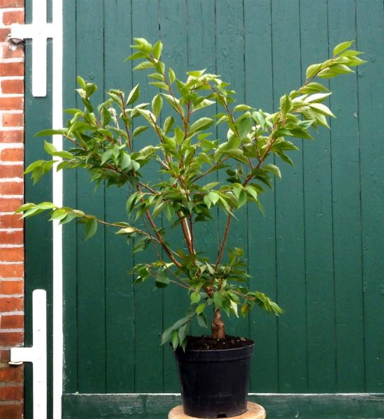 Prunus subhirtella Autumnalis Japanische Winterkirsche