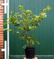 Japanische Winterkirsche Schneekirsche Prunus subhirtella...