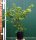 Prunus subhirtella Autumnalis Japanische Winterkirsche