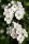 Eingriffeliger Weißdorn - Crataegus monogyna 50-80 cm, 2- jährig verschulter Sämling, wurzelnackt