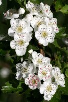 Eingriffeliger Weißdorn - Crataegus monogyna 60-100 cm, verpflanzter Strauch ab 3 Triebe, wurzelnackt