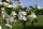 Eingriffeliger Weißdorn - Crataegus monogyna 60-100 cm, verpflanzter Strauch ab 3 Triebe, wurzelnackt