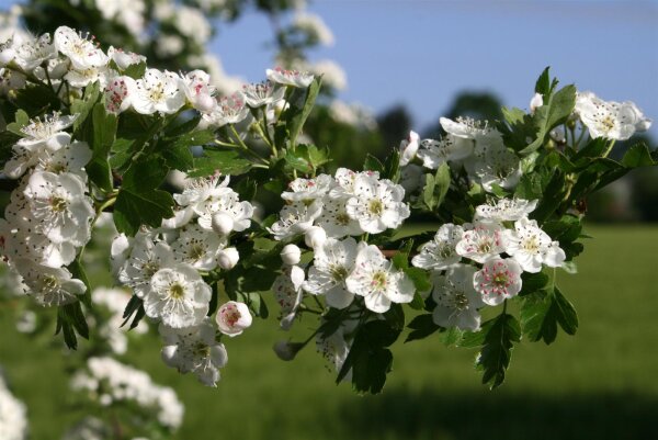 Eingriffeliger Weißdorn - Crataegus monogyna 100-150 cm, Strauch im 7,5 Liter Container