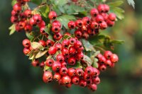 Eingriffeliger Weißdorn - Crataegus monogyna 100-150 cm, Strauch im 7,5 Liter Container
