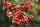 Eingriffeliger Weißdorn - Crataegus monogyna 100-150 cm, Strauch im 7,5 Liter Container