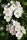 Eingriffeliger Weißdorn - Crataegus monogyna 100-150 cm, Strauch im 7,5 Liter Container