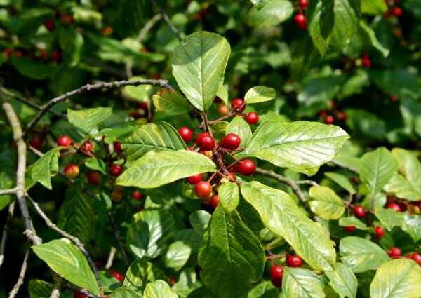 Faulbaum - Rhamnus frangula 70-90 cm, leichter Strauch, ab 2 Triebe, wurzelnackt