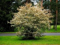 Kupferfelsenbirne - Amelanchier lamarckii 60-100 cm, verpflanzter Strauch ab 3 Triebe, wurzelnackt