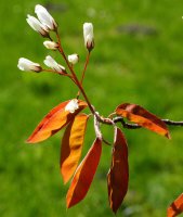 Kupferfelsenbirne - Amelanchier lamarckii 60-100 cm, verpflanzter Strauch ab 3 Triebe, wurzelnackt