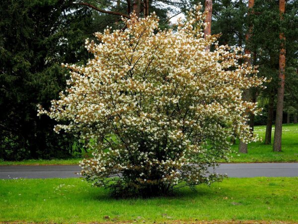 Kupferfelsenbirne - Amelanchier lamarckii 60-100 cm, Strauch  im 3 Liter Container