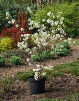 Kupferfelsenbirne - Amelanchier lamarckii 60-100 cm, Strauch  im 3 Liter Container