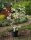 Kupferfelsenbirne - Amelanchier lamarckii 60-100 cm, Strauch  im 3 Liter Container